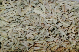 Fenchel